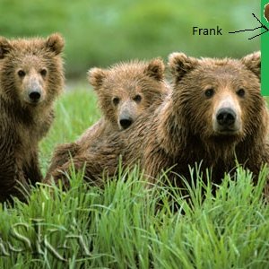 Frank and the Bears 的头像