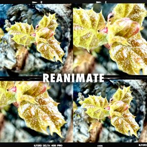 Reanimate