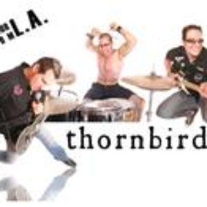 Thornbird 的头像
