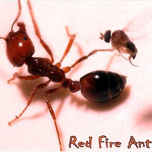 “Red Fire Ant”的封面