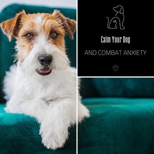 Calm Your Dog and Combat Anxiety