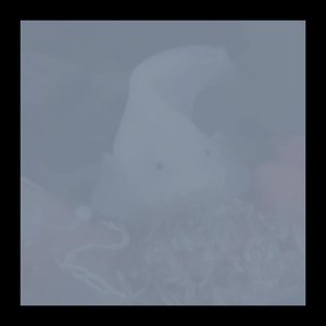 Ethereal Snailfish
