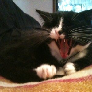 Cat Gifs 的头像