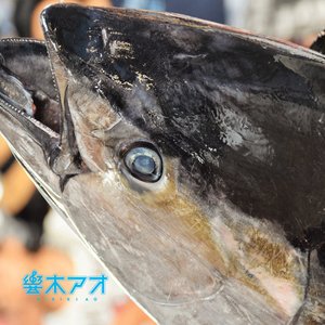 マグロ漁船青空丸