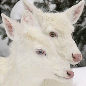 albino deers