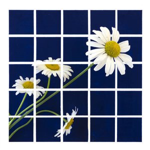 Daisies