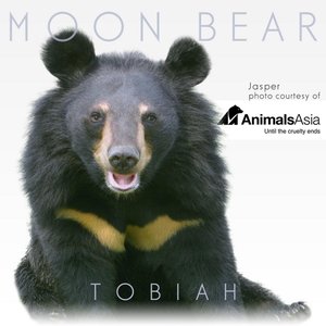 Moon Bear