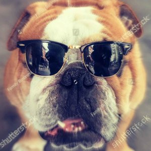 blimeydog 的头像