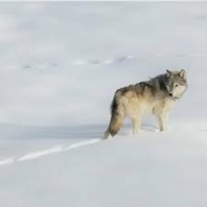 Wolves