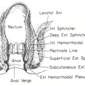 Rectum Inspection