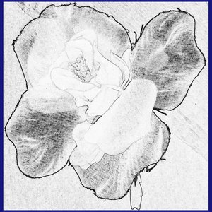 Paradox Rose 的头像