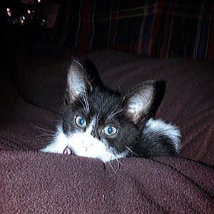 Avatar for dotewav