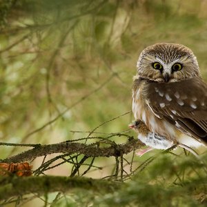 Awatar dla Northern Saw-whet Owl