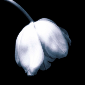 Artwork for Tulips