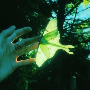 neonmoth EP
