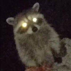 Avatar für OTTR
