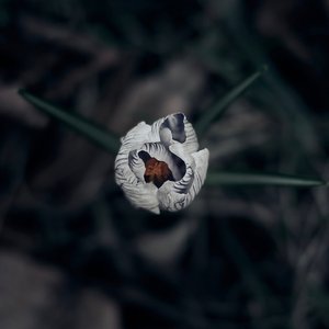 Winterstorms - Single