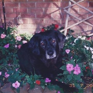 Tippy