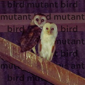 Avatar für Bird Mutant