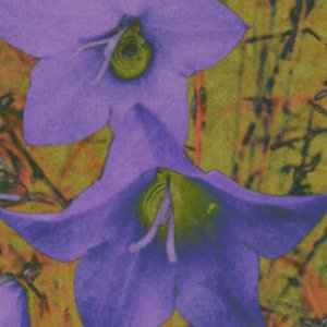 Bluebells.