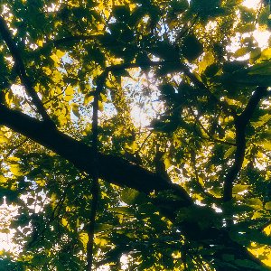 as you were dreaming, the world whispered softly