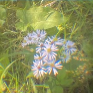 Mandy (Demo) - Single