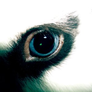 Common Animal 的头像