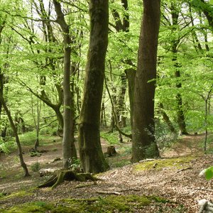 Walking in the forest