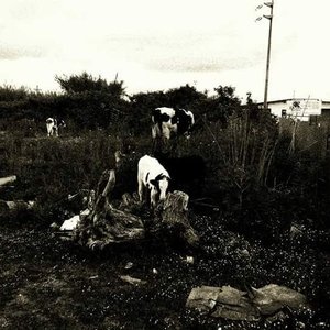 Stille Dämmerung 的头像