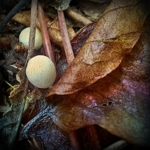 Memorie di terra