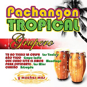 Pachangon Tropical Grupero