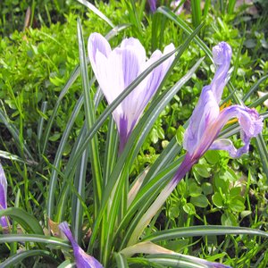 Asia-Celtic Fusion, Vol. 2: Music Blending Irish and Asian