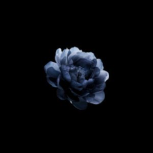 nightbloom