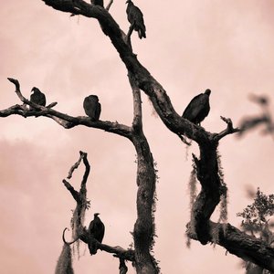 Vultures