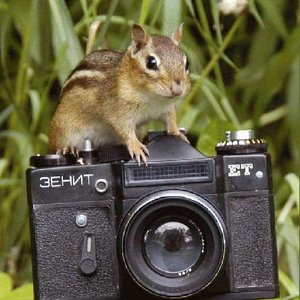 The Chipmunk Photographer 的头像