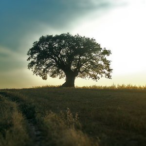 Avatar di Viejo Roble