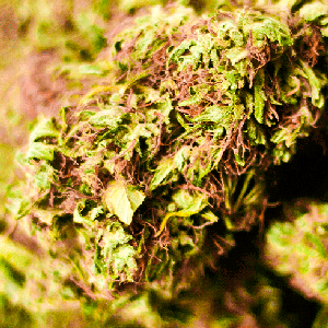 OOZY DANK 的头像