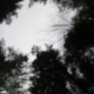 Image for 'Tree Light'
