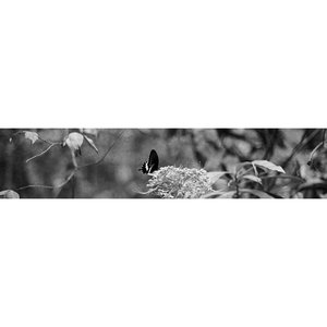 Butterfly - Single