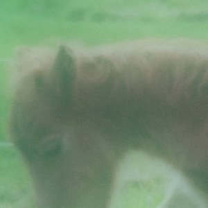 Reverie is My Pony