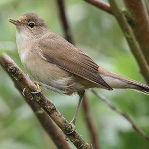 Acrocephalus scirpaceus 的头像