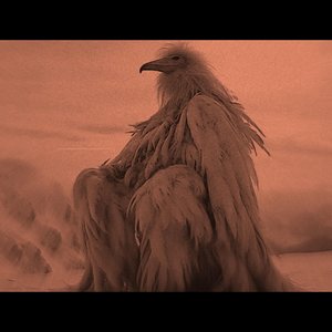 Opium Bird Anthem