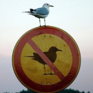 Avatar for Bold Bird
