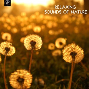 Relaxing Sounds of Nature and Relaxing Songs