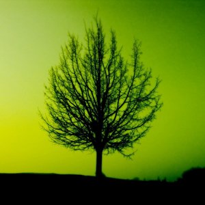 Under The Old Tree
