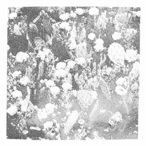 feral growth at the side of mystery