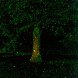 Root of Star