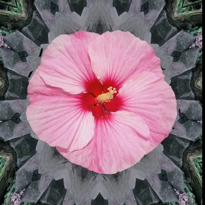 Miss Hibiscus