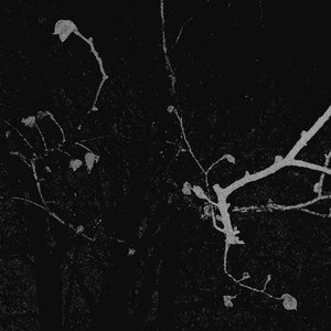 Beneath the Thorns of Shattered Purity