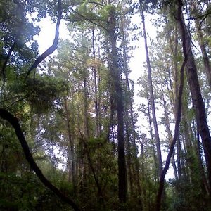 Avatar di treestump